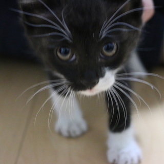 人懐っこい、白黒子猫の里親募集です！
