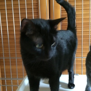 緊急！里親探し。黒猫