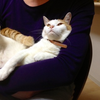 茶白ミックス怖がりだけど甘えたさんの成猫ちゃんです