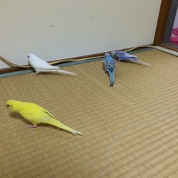 「たたみが〜T^T」サムネイル2