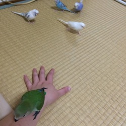 「たたみが〜T^T」サムネイル3