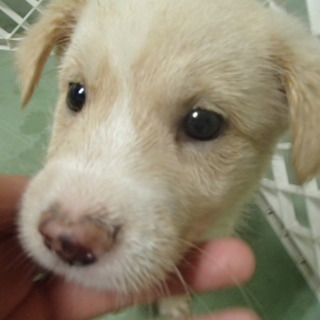 コロコロとして人なつっこい2ヶ月くらいの子犬たち