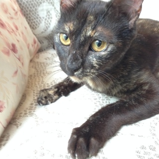 とても人懐っこい８ヶ月ぐらいの猫（♀）です。