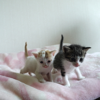 二匹一緒に引き取ってもらえますよ～～❤