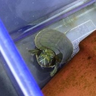 ミドリガメの里親さん決まりました。