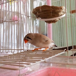 （募集休止中）【キンカチョウ・１歳女の子】