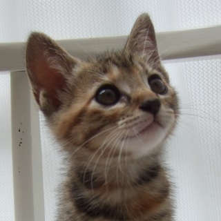 むぎわら柄の女の子＊生後２カ月