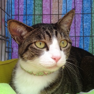 募集一時停止中☆チャーちゃん♡