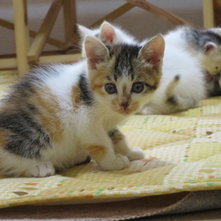 可愛がってくれる方募集中!!