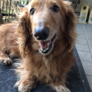 可愛がってくださる方！　探しています