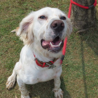 セッター犬の女の子・せつこ・とても人なつっこいです