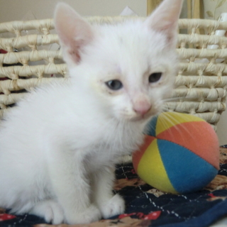 まっしろふわふわ子猫