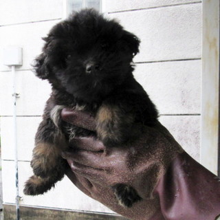 緊急募集！！生後2カ月位の可愛いテリア系姉妹子犬