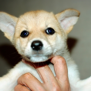 中型犬仔犬メス生後2か月体重1.8キロ里親募集中