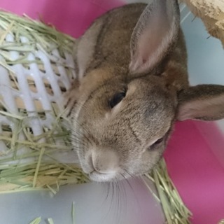 4歳の大人しい女の子うさぎです。