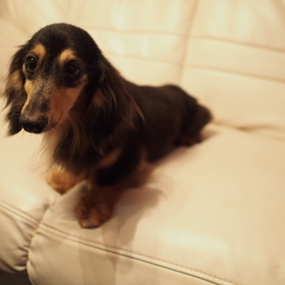 おっとり優しいバンデ君