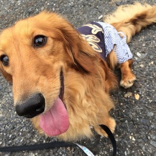 甘えん坊ダックス