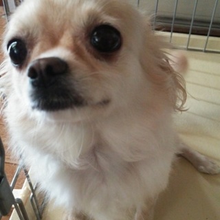 至急!!チワワ★女の子★