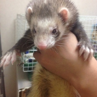 生涯大切にしていただける方にお願いします！(2匹)