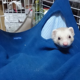 0才　フェレット里親募集
