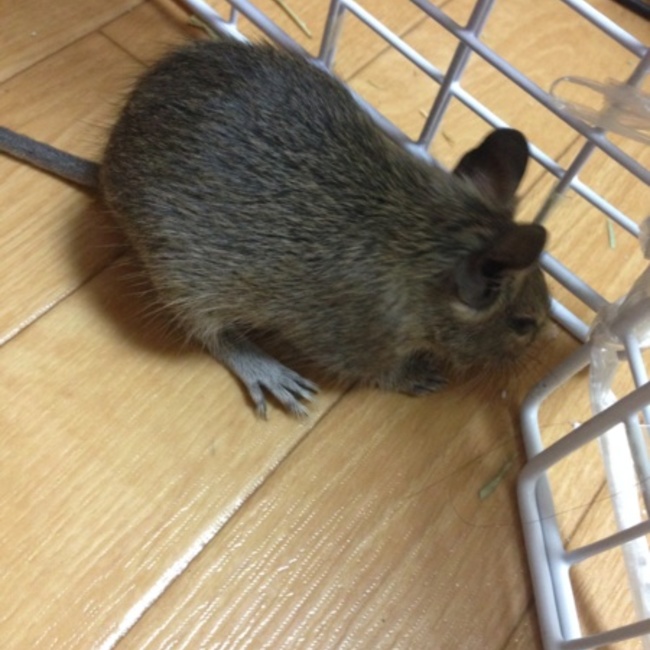 MIHHOのカバー写真