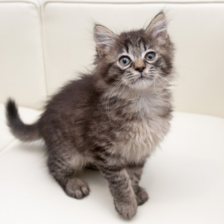 【島根県より】長毛仔猫あべちゃん