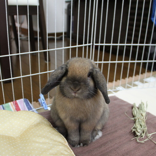 里親さん決まりました。ご応募ありがとうございました