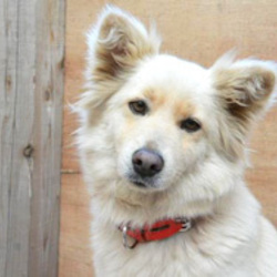 シェルターだより