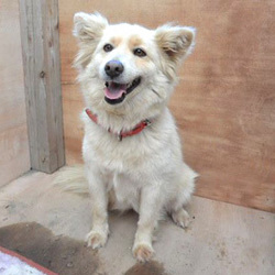 「シェルターだより」サムネイル2