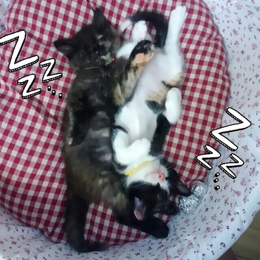 マロンさんくろたまにゃんさん