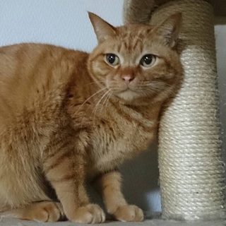 茶トラの成猫 ６歳