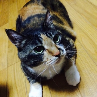 三重県より 三毛猫 女の子