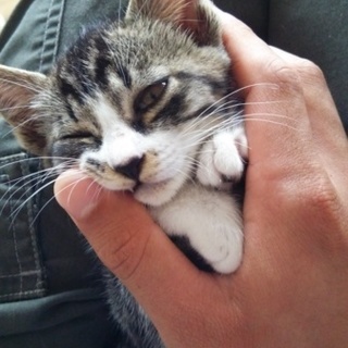生後約一ヶ月、白茶の子猫