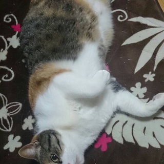 三重県より 三毛猫 5歳