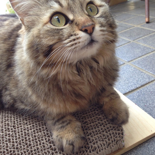 3本足の猫ちゃん里親募集!!（推定2〜3歳♀）埼玉