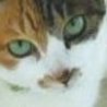 の写真