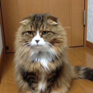 年寄りですが一生可愛がってくれる方