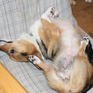 とっても甘えん坊の紀（きの）です☆