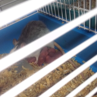 ラットの赤ちゃんの里親募集中です♪