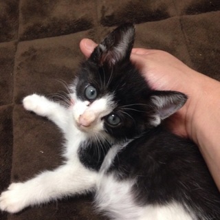 急募、里親になってもらえる方探してます