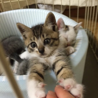 ヤンチャで遊び好きなキジシロの子猫です