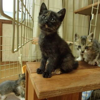 活発で明るい性格の子猫です