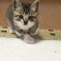 小柄でおとなしいキジシロの子猫です