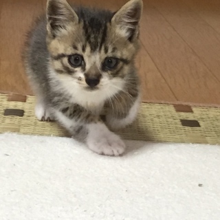 小柄でおとなしいキジシロの子猫です
