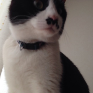 ( ^ω^ )里親募集中( ^ω^ )