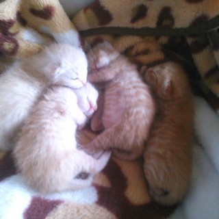 可愛がって下さる方