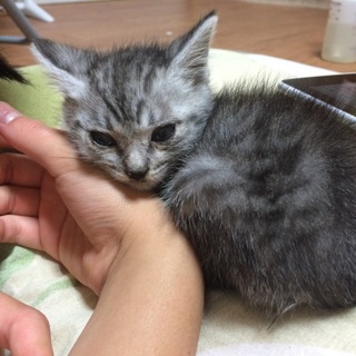 (応募多数につき一時募集ストップします)