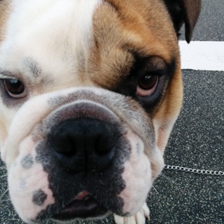 ブルドック 兵庫県内のみ