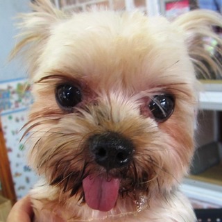 ヨーキー男の子