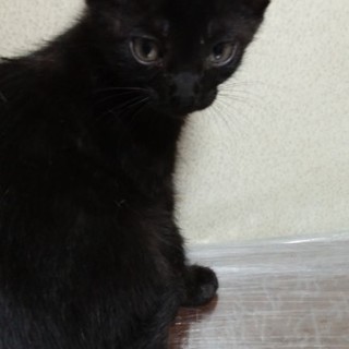 ４ヶ月です。名前はいちごです